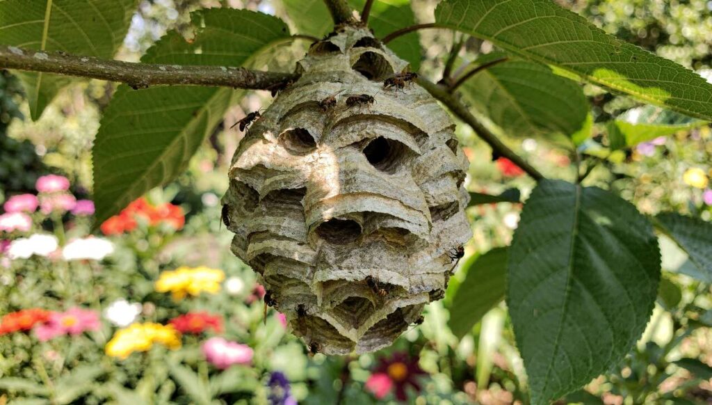 Asiatische Hornissennester: Die 3 Bereiche Ihres Gartens ab sofort kontrollieren