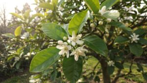 Zitronenbaum im März: Diese Küchenzutat am Fuß vergraben für Früchte den ganzen Sommer