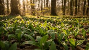 Bärlauch im März: Geht Pflanzen jetzt noch oder ist es zu spät?